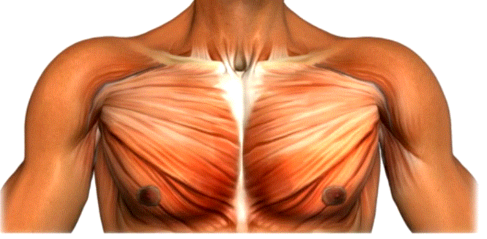 músculos pectorales